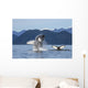 Humpback Whale Breaches as Wall Decal 3