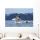 Humpback Whale Breaches as Wall Decal 3