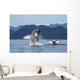 Humpback Whale Breaches as Wall Decal 3