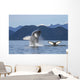 Humpback Whale Breaches as Wall Decal 3