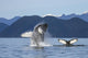 Humpback Whale Breaches as Wall Decal 3