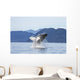 Humpback Whale Breaches as Wall Decal 2 