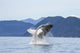 Humpback Whale Breaches as Wall Decal 2 