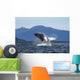 Humpback Whale Breaches as Wall Decal 1