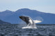 Humpback Whale Breaches as Wall Decal 1