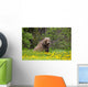 A Brown Bear Forages On Dandelions Wall Mural