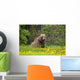 A Brown Bear Forages On Dandelions Wall Mural