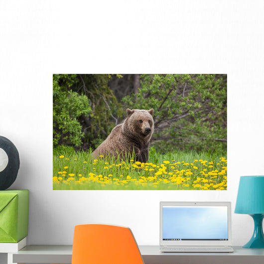 A Brown Bear Forages On Dandelions Wall Mural