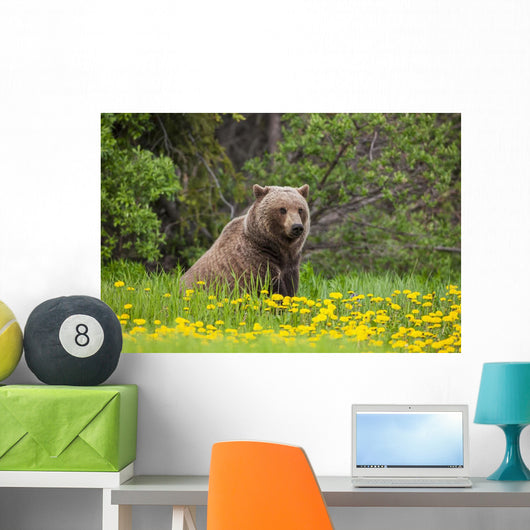 A Brown Bear Forages On Dandelions Wall Mural