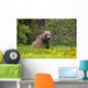 A Brown Bear Forages On Dandelions Wall Mural