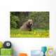 A Brown Bear Forages On Dandelions Wall Mural