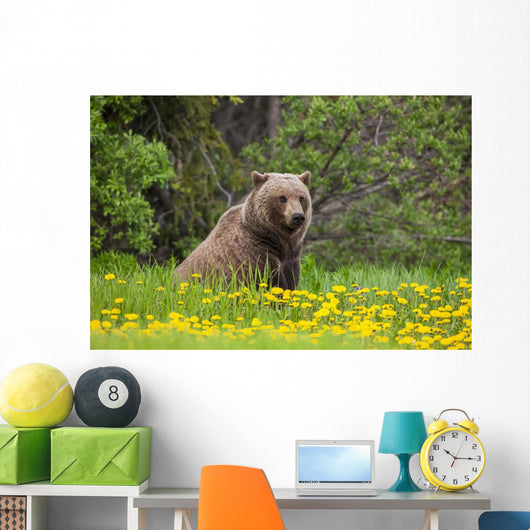 A Brown Bear Forages On Dandelions Wall Mural