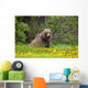 A Brown Bear Forages On Dandelions Wall Mural