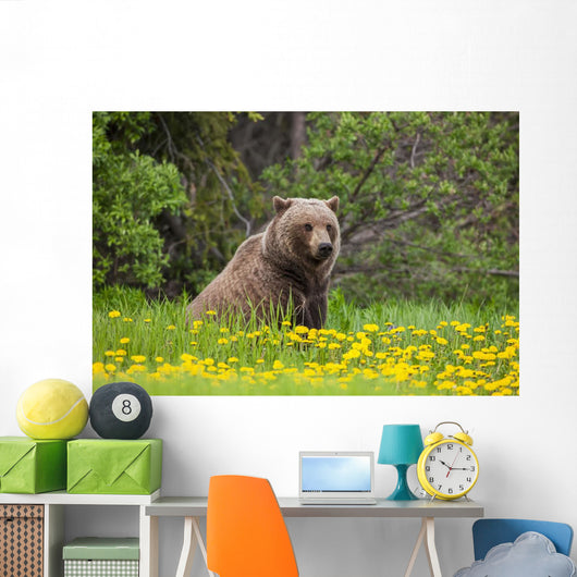A Brown Bear Forages On Dandelions Wall Mural