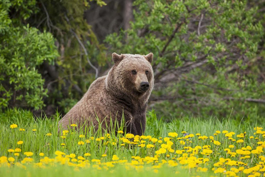 A Brown Bear Forages On Dandelions Wall Mural