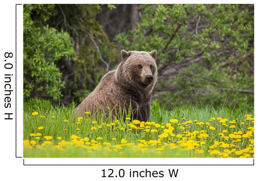 A Brown Bear Forages On Dandelions Wall Mural