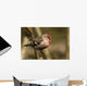 Close Up Of Redpoll Songbird, Alaska, Spring Wall Mural