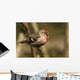 Close Up Of Redpoll Songbird, Alaska, Spring Wall Mural