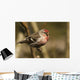 Close Up Of Redpoll Songbird, Alaska, Spring Wall Mural