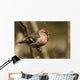 Close Up Of Redpoll Songbird, Alaska, Spring Wall Mural