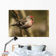 Close Up Of Redpoll Songbird, Alaska, Spring Wall Mural