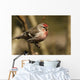 Close Up Of Redpoll Songbird, Alaska, Spring Wall Mural