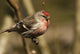 Close Up Of Redpoll Songbird, Alaska, Spring Wall Mural