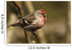 Close Up Of Redpoll Songbird, Alaska, Spring Wall Mural
