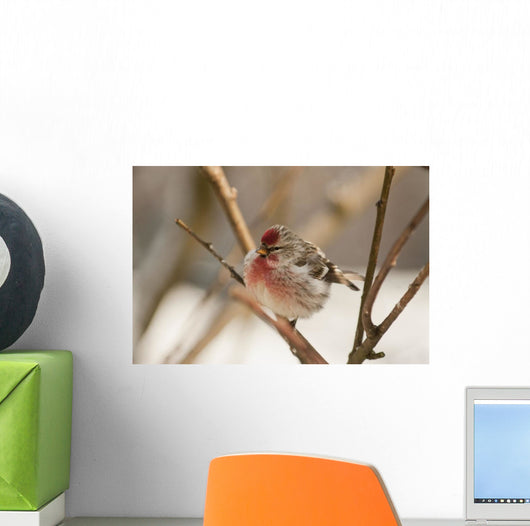 Close Up Of Redpoll Songbird, Alaska, Spring Wall Mural