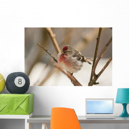 Close Up Of Redpoll Songbird, Alaska, Spring Wall Mural