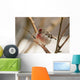 Close Up Of Redpoll Songbird, Alaska, Spring Wall Mural