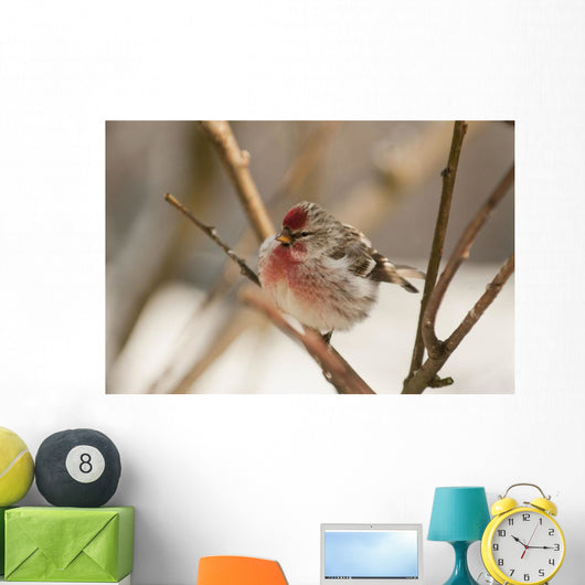 Close Up Of Redpoll Songbird, Alaska, Spring Wall Mural