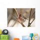 Close Up Of Redpoll Songbird, Alaska, Spring Wall Mural