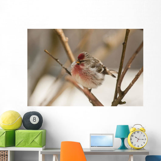 Close Up Of Redpoll Songbird, Alaska, Spring Wall Mural