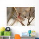 Close Up Of Redpoll Songbird, Alaska, Spring Wall Mural