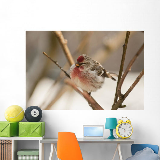 Close Up Of Redpoll Songbird, Alaska, Spring Wall Mural