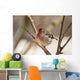 Close Up Of Redpoll Songbird, Alaska, Spring Wall Mural