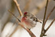 Close Up Of Redpoll Songbird, Alaska, Spring Wall Mural