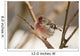 Close Up Of Redpoll Songbird, Alaska, Spring Wall Mural