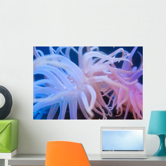 Sea Anenome On Display At The Alaska Sealife Center In Seward Wall Mural