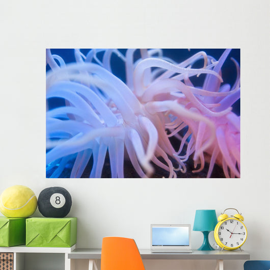 Sea Anenome On Display At The Alaska Sealife Center In Seward Wall Mural