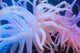 Sea Anenome On Display At The Alaska Sealife Center In Seward Wall Mural
