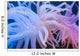 Sea Anenome On Display At The Alaska Sealife Center In Seward Wall Mural