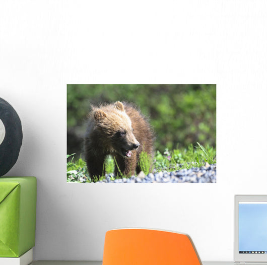 Close-Up Of Grizzly Bear Cub With Mouthful Of Grass Wall Mural