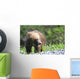 Close-Up Of Grizzly Bear Cub With Mouthful Of Grass Wall Mural