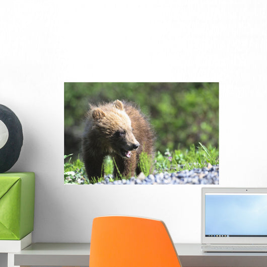 Close-Up Of Grizzly Bear Cub With Mouthful Of Grass Wall Mural