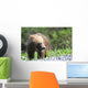 Close-Up Of Grizzly Bear Cub With Mouthful Of Grass Wall Mural