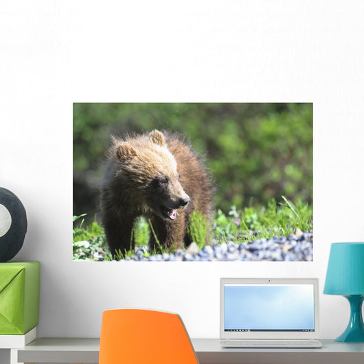 Close-Up Of Grizzly Bear Cub With Mouthful Of Grass Wall Mural