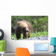 Close-Up Of Grizzly Bear Cub With Mouthful Of Grass Wall Mural