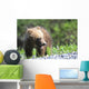 Close-Up Of Grizzly Bear Cub With Mouthful Of Grass Wall Mural